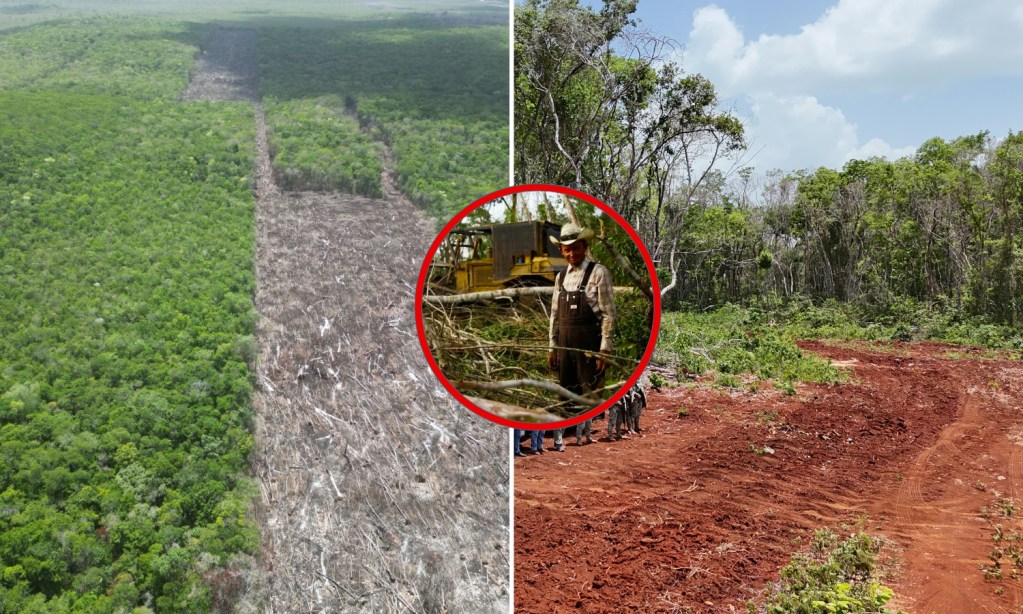Menonitas talaron ilegalmente e incendiaron más de 2,600 hectáreas de selva maya en Quintana Roo, Campeche y Yucatán, informó Profepa
