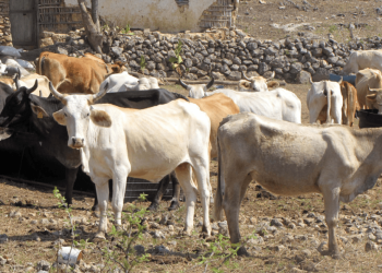 México y EE.UU. acuerdan reapertura de exportación de ganado tras control de gusano barrenador