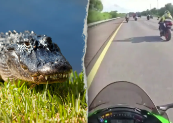 Motociclistas atropellan a caimán en autopista de Florida
