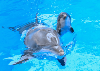 Nace un delfín en zoológico de Chicago con ayuda de otra madre