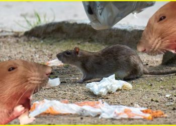 No es tu imaginación: Hay más ratas en ciudades como la CDMX y es por el calentamiento global