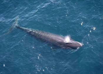 Perú capacita, con apoyo de expertos mexicanos, a brigadas de rescate de ballenas