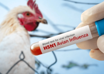 Por un caso de gripe aviar H5N1, China amplía la suspensión de importaciones de pollo brasileño