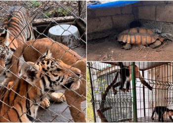 Profepa asegura 75 animales por maltrato en UMA de Veracruz; detectan graves irregularidades