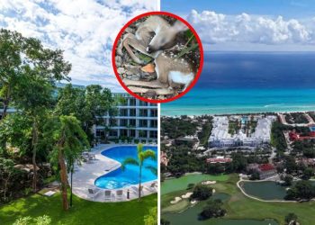 Profepa clausura obra inmobiliaria de lujo en Playacar: causó muerte de venados