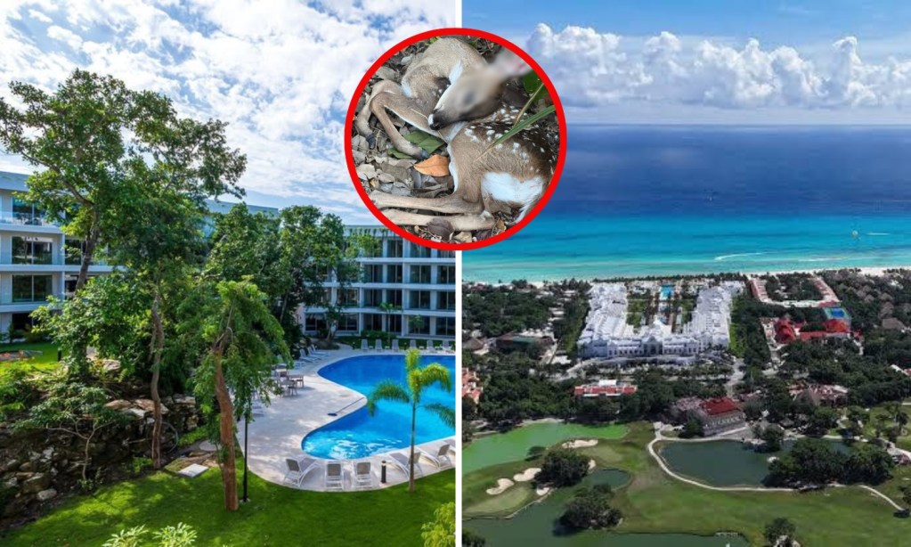 Profepa clausura obra inmobiliaria en residencial de lujo en Playacar que causó la muerte de venados con tala ilegal, que causó protestas