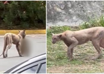 Puma ataca a un gato en residencial de Monterrey (VÍDEO)