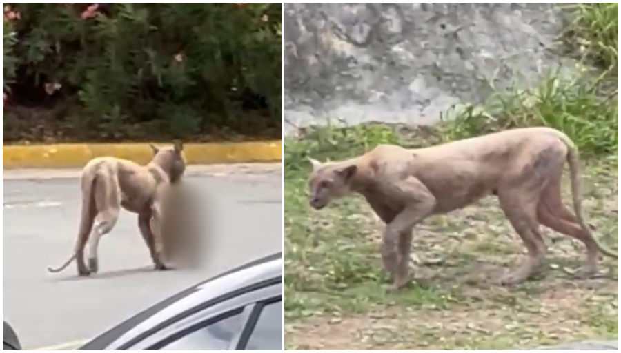 puma atacando a un gato en Monterrey