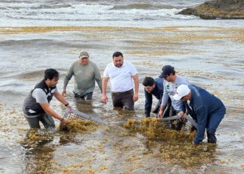 Realizan limpieza simultánea de sargazo en siete municipios de Quintana Roo: SEMA