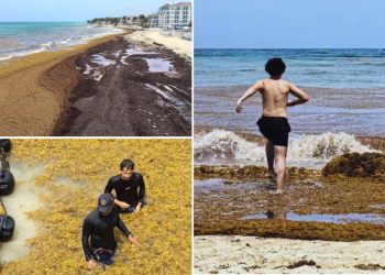 Se dispara el sargazo en estas playas de Quintana Roo en el Caribe Mexicano