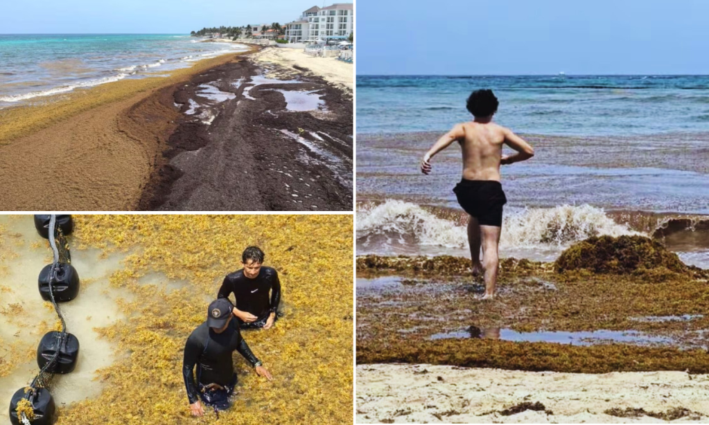 Aumenta el saragazo playas de Quintana Roo en el Caribe Mexicano y la Red de Monitoreo explica por qué; descubre cuáles son las zonas críticas.