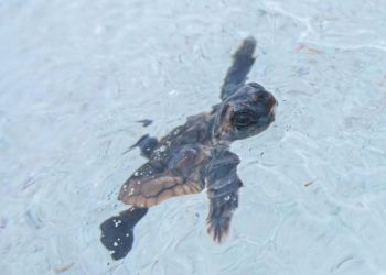 Se registra la primera eclosión de tortugas marinas en la temporada 2025 en Punta Sur