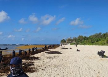 Se suman más apoyos al #RetoSargazo, iniciativa de la presidenta Estefanía Mercado: más de 90 elementos de Seguridad Ciudadana participan en Playa 88