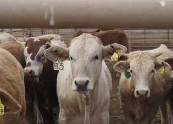 Sin fecha para reactivar exportaciones de ganado a Estados Unidos: Claudia Sheinbaum