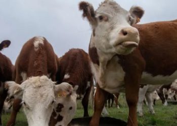 "Estafa de las "vacas virtuales" sacude la ganadería uruguaya"