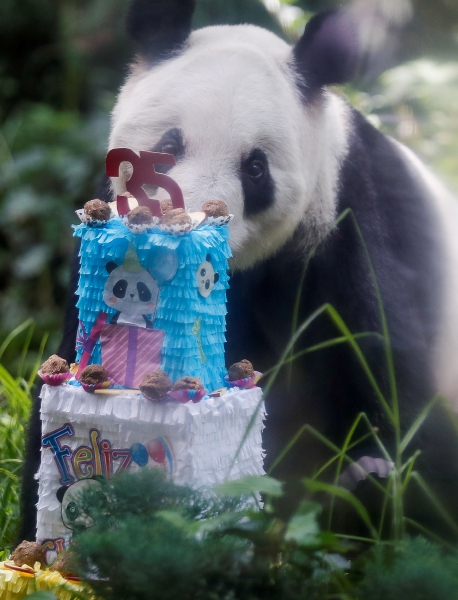 Visitantes del Zoológico de Chapultepec celebran y toman fotos por el cumpleaños 35 de la panda gigante Xin Xin, ayer en CDMX. Abajo, un baile de leones chinos, que fue uno de los eventos que se presentaron para celebrar el cumpleaños de Xin Xin, una de las pandas más longevas de Latinoamérica