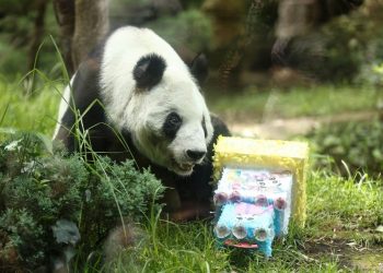 Xin Xin, la panda gigante de Chapultepec, cumple 35 años