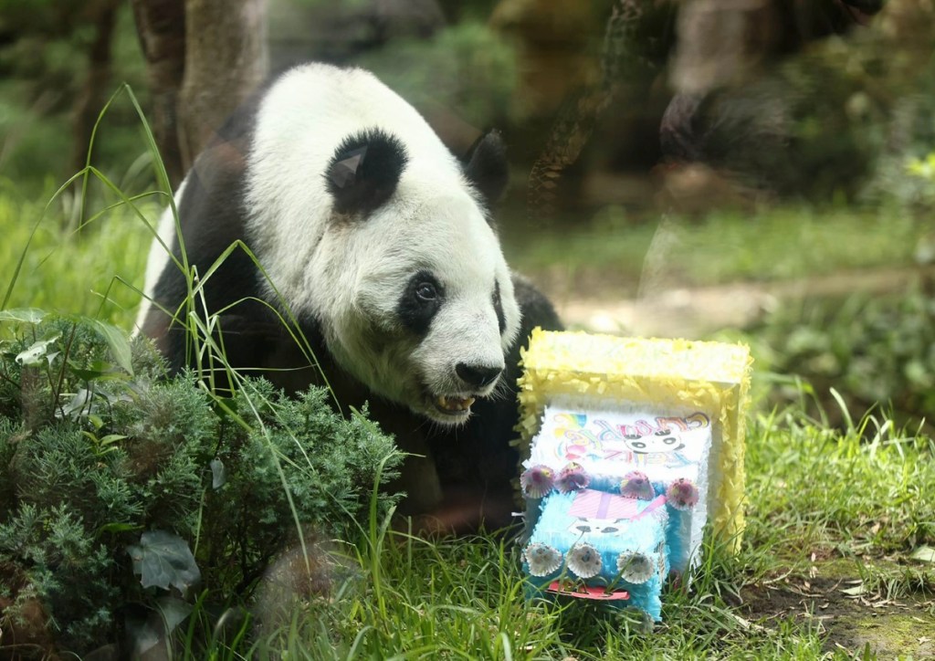 Xin Xin, una de las pandas mas longevas de Latinoamérica, fue celebrada ayer con un pastel de frutas y avena, con numerosos visitantes en el Zoológico de Chapultepec
