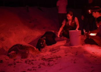 «Programa de conservación de tortugas marinas muestra resultados positivos en Cancún»