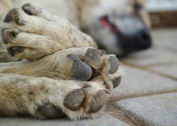 Investigan envenenamiento de perros en San Luis Potosí; suman 45 casos en Salinas de Hidalgo