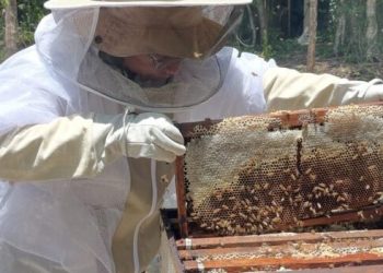 campaña zoosanitaria, varroasis en abejas, plaga de abejas, protección de abejas, salud apícola
