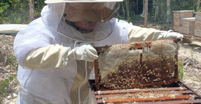 campaña zoosanitaria, varroasis en abejas, plaga de abejas, protección de abejas, salud apícola
