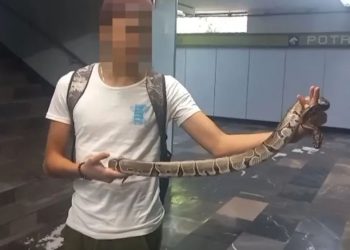 Serpiente en el Metro causa sorpresa y termina en manos de las autoridades