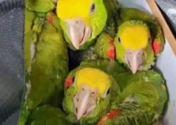 Tráfico de loros en la frontera desata investigación binacional