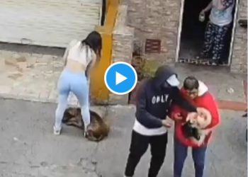 🚨👀VIDEO// Pitbull ataca a perrita y a su dueña afuera de tienda: video se vuelve viral