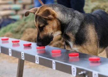 🐶 Entrenamiento de binomios caninos para detectar el gusano barrenador del ganado