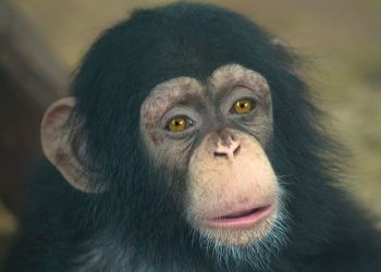 Día Mundial del Chimpancé una especie en peligro que necesita nuestra atención urgente