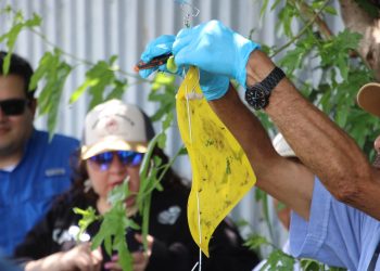 Gusano barrenador cobra su primera víctima humana en México