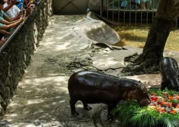 Hipopótamo Moo Deng celebra su cumpleaños con fiesta tropical y causa sensación mundial
