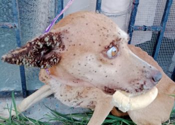 «Maltrato animal moviliza acciones municipales para el rescate de un canino»