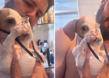 🚨 VIDEO // Perro con nebulizador se vuelve viral en TikTok por su ternura y disciplina