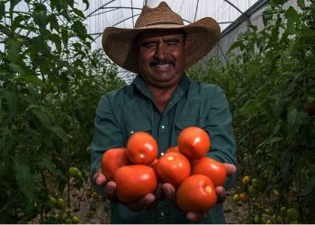 Jitomate mexicano seguirá llegando a Estados Unidos pese a cuota compensatoria