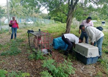 rescate de perra en UAQROO, cachorros rescatados en Chetumal, recuperación de perra herida