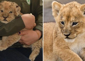«Abrazos con cachorros de león en restaurante de China generan polémica por el bienestar animal»