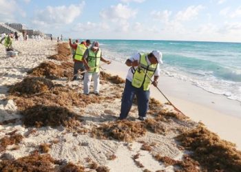 Sargazo en rompe récord con más de 50 mil toneladas recolectadas hasta el momento