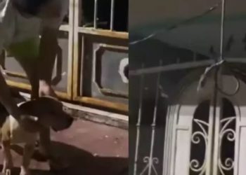 Maltrato animal en Chetumal: vecinos salvan a perrito de morir ahorcado