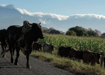 Detectan nuevos casos de gusano barrenador en Yucatán; suman 26 en total