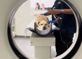 Hospital de Mascotas en León debuta con éxito y gran demandaMás de 380 atenciones en su primer fin de semana