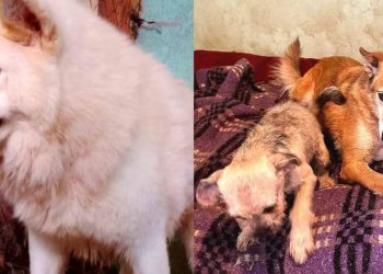 CJNG amenaza a albergue exigen «derecho de piso»o matan a los animales