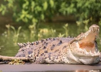 Cocodrilos en Tamaulipas: urge su reubicación ante el crecimiento urbano