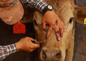 Gusano Barrenador en Quintana Roo: Ganaderos Refuerzan Medidas para Frenar Brote