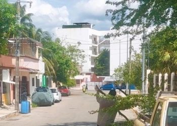 Capturan a sujeto por poda ilegal en Playa del Carmen; usaba uniforme falso