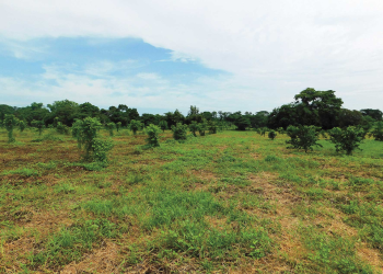 Detecta SEDARPE anomalías en Sembrando Vida Quintana Roo: será depurado