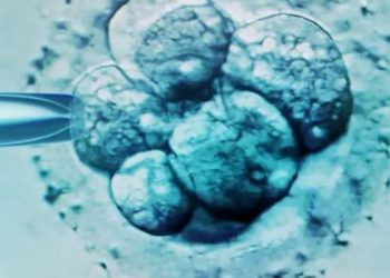 El “bebé más viejo del mundo” nace en Estados Unidos tras más de 30 años congelado