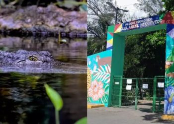 Cocodrilo de 150 kilos desaparecido en el Zoológico de Veracruz genera misterio