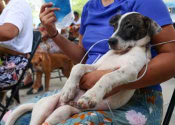 Esterilización de mascotas en Cancún beneficia a cientos de familias